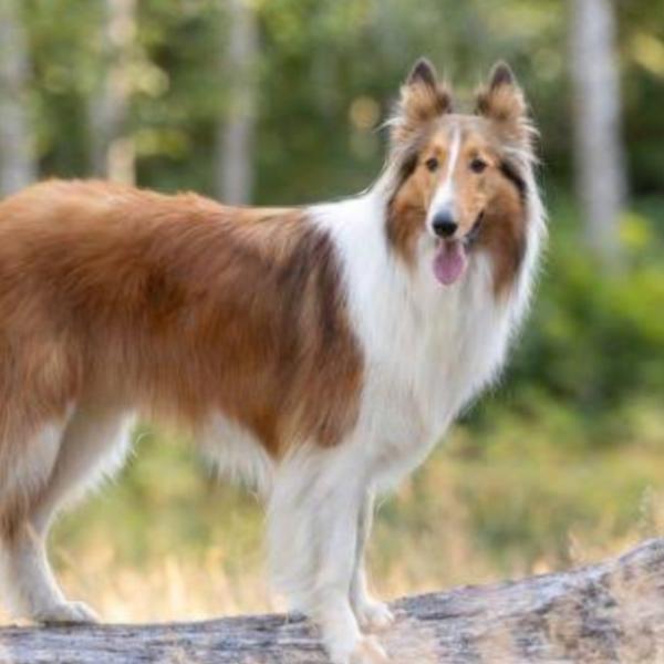 Collie