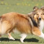 Shetland Sheepdog