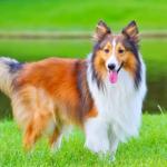 Shetland Sheepdog