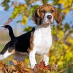 Beagle