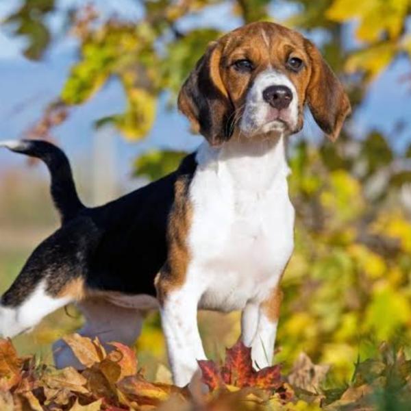 Beagle