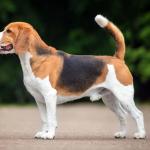 Beagle