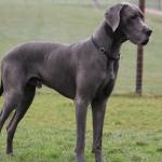 Great Dane