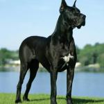 Great Dane