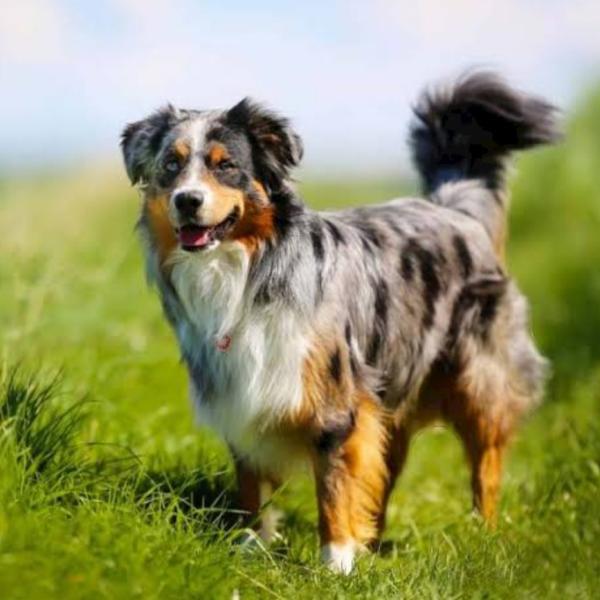 Australian Shepherd