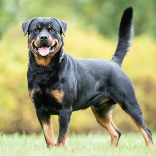 Rottweiler