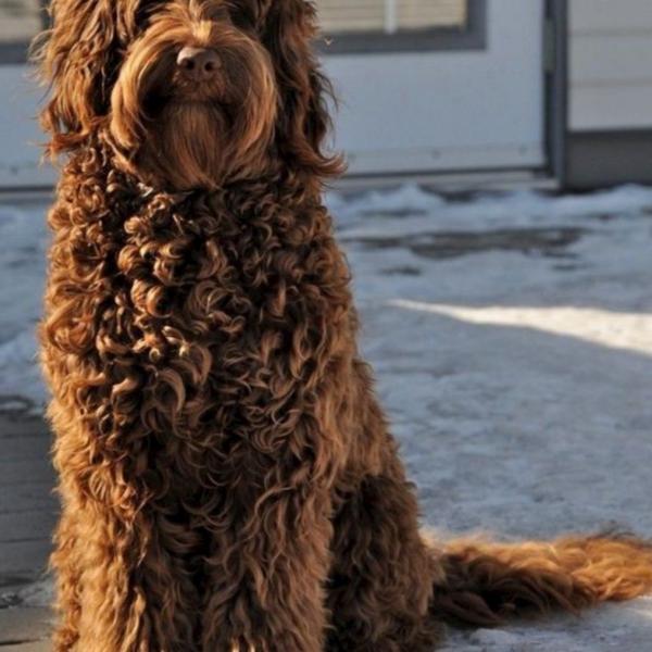 Labradoodle