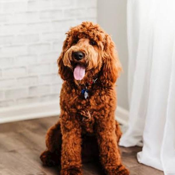 Goldendoodle