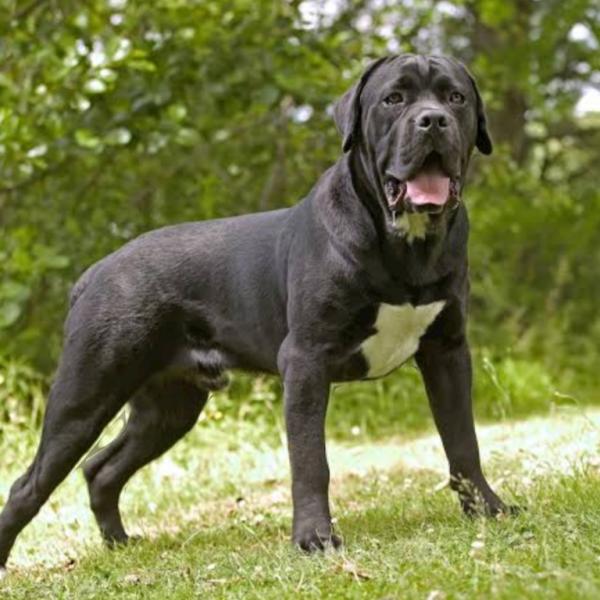 Cane Corso