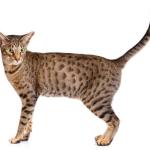 Ocicat