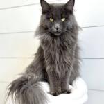 Maine Coon