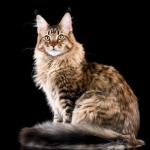 Maine Coon