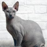 Sphynx