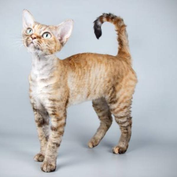 Devon Rex