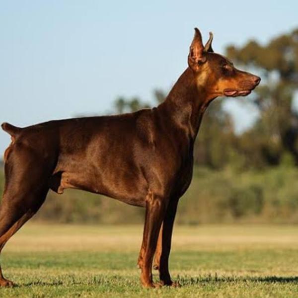 Doberman Pinscher