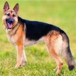 German Shepherd