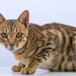 Bengal