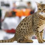 Ocicat